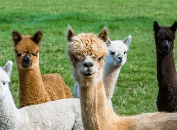Alpacas